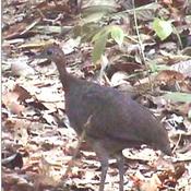 Great Tinamou